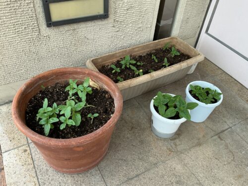 施設の入口近くに置かれた植物の鉢植え。園芸活動の一環。